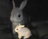 bunny you and me