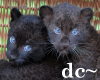 dc~ Baby Leopards