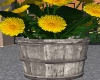 Dandelions Bucket