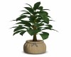 Garden Plant