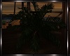 Paraiso Mini Palm Plant
