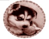 Sepia Husky Pup Rug