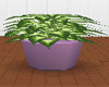 Lg Plant in Lavender Pot
