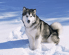 Dog - Alaskan Husky