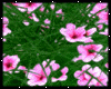 Flowers Deco