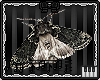 ˚ʚ moth ɞ˚