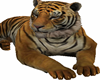 TIGER TIGRE PET