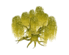 Willow Tree Gold