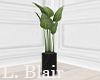Plant - Black | V8