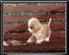 DRV Animated Puppy Bench