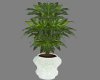 (S) Draecena Plant