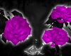 -LEXI- Roses | Purple