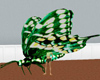 flying green butterfly
