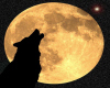 wolf and the moon