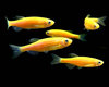 dj orange fishes light