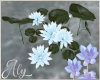 Frozen Lotus Lillies