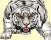 Leopardo Wolf