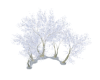 Winter Alirium Tree