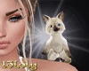 Siamese kitten white