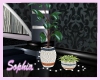 VIP NightClub Plants