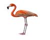 ! Safari Flamingo