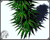marijuana bush