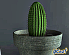 Cactus Gift