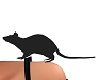 Rat male