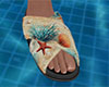 Starfish Slides 1 (M)