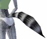 Animated Racoon Tail