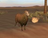 Desert sheep