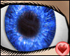 SP* Cinnahbon Eyes