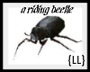 {LL}A Riding Beetle