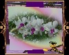 Youtube Orchidee Velour