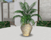 ND| Gold House Plant