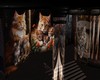 CLUB CATS N3