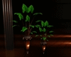 Brown wooden Plant