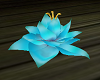 teal lotus lily