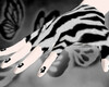 zebra hands