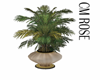 CMR/Areca Palm Plant