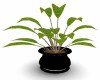 POTTED PLANT #10