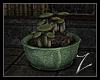 Z | Hidden - Mushrooms