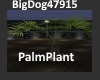 [BD]PalmPlant