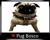 RH/Pug Bosco