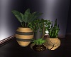Me Plants2