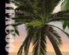 Palm Tree Kiss