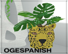 OG. Cheetah Pot Plant