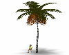 Palm Tree5