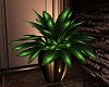 Ev-Tropical Plant 2