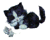 cat n rat
